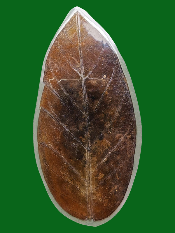 Tao Luang Mahalap Lp Samarn Wat Khaoyanghak - Image 3